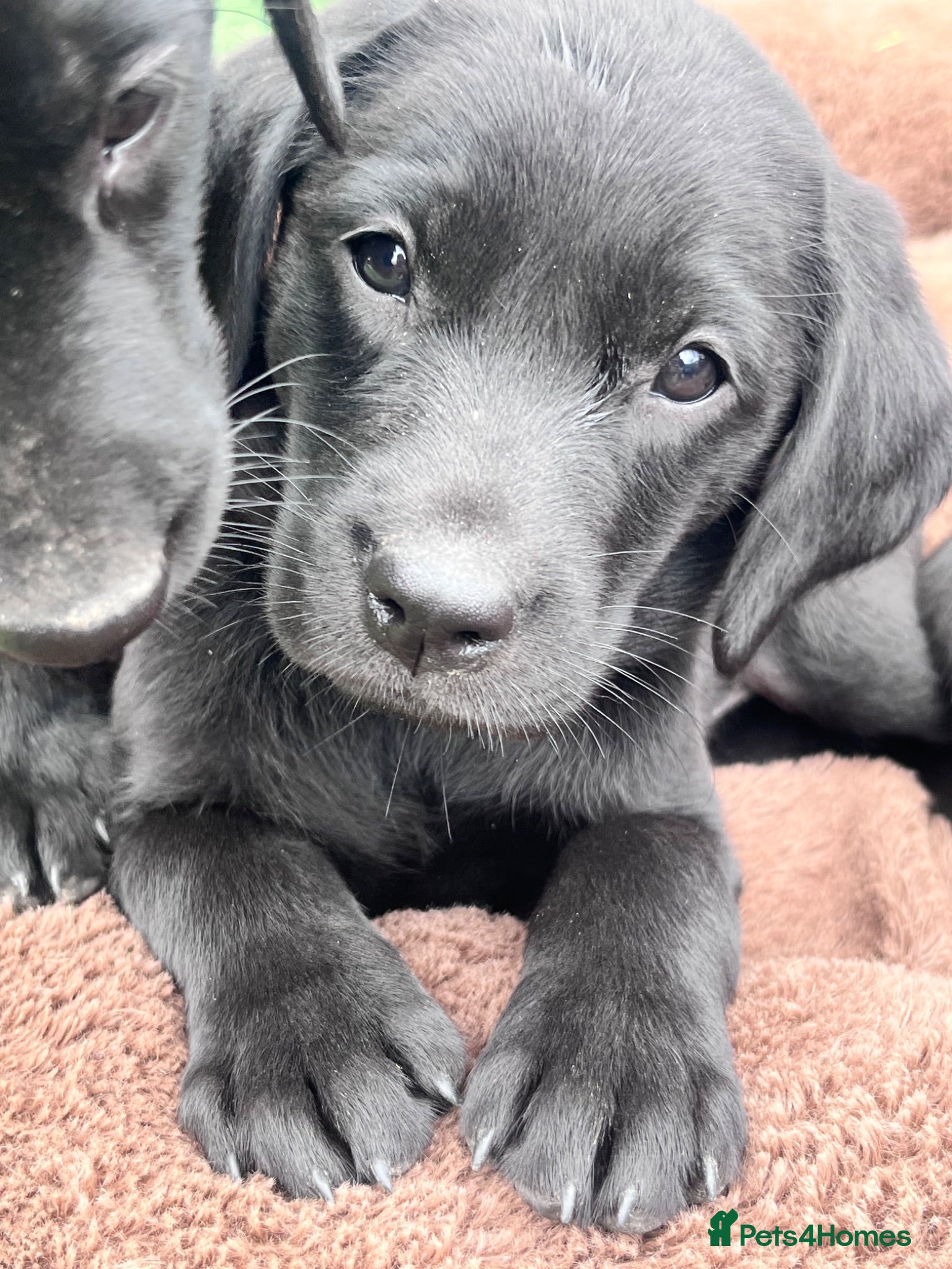 Labrador Retriever dogs Beautiful litter of KC black working Labradors  - Advert 18