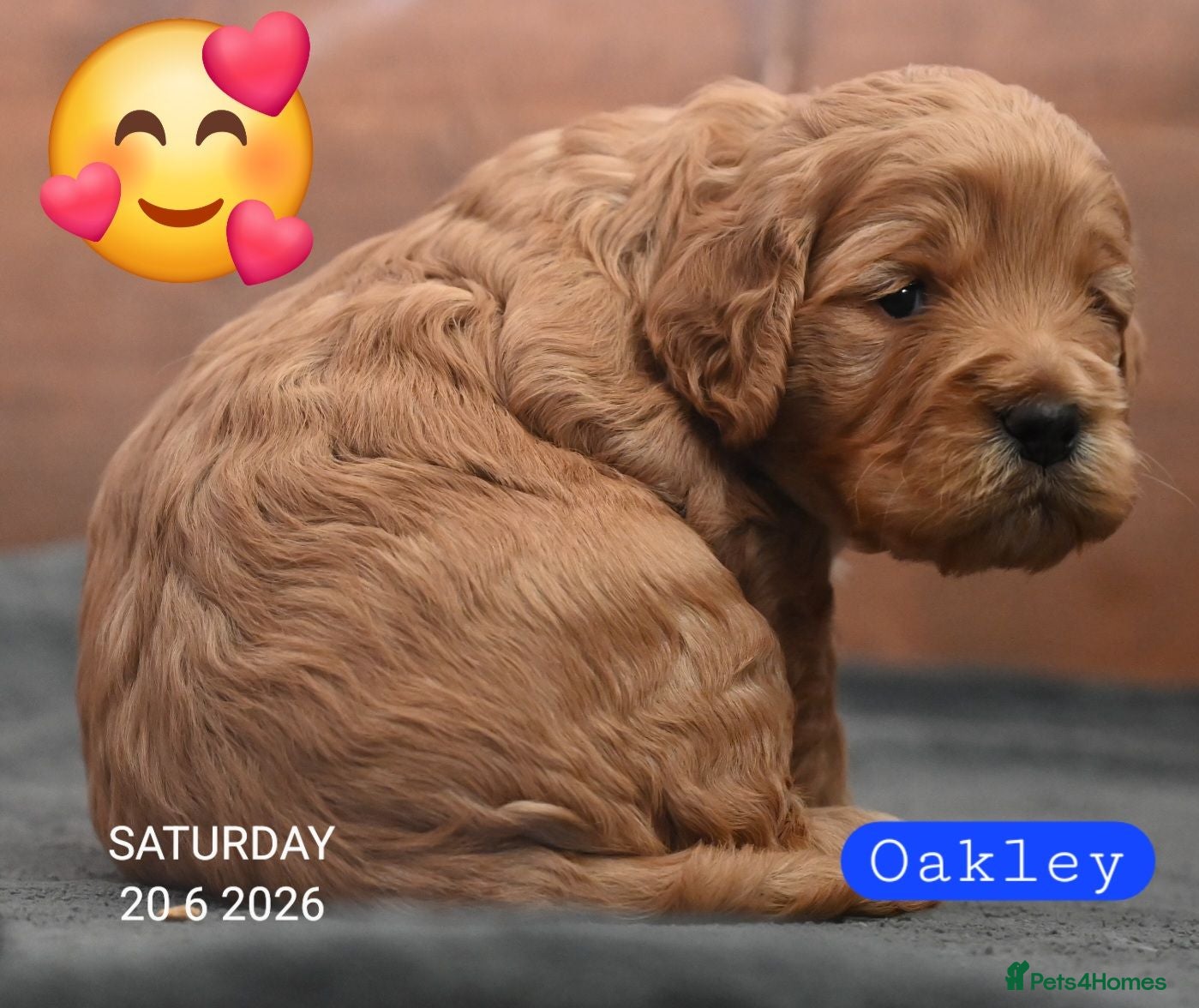Cockapoo dogs 🐾F2 Cockapoos Puppies Wiltshire💗💗💗💙💙 - Advert 1