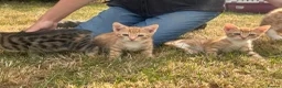 Mixed Breed cats for sale: Beautiful mixed breed kittens short haired  - Advert 8