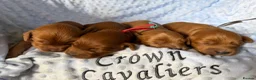 Cavapoo dogs for sale: F1 RED CAVAPOOS HEALTH TESTED KC PARENTS LICENSED  - Advert 15