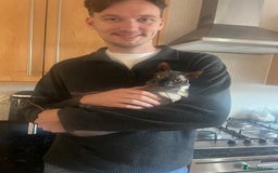Sphynx cats for sale: Sphynx kitten Male - Image 3