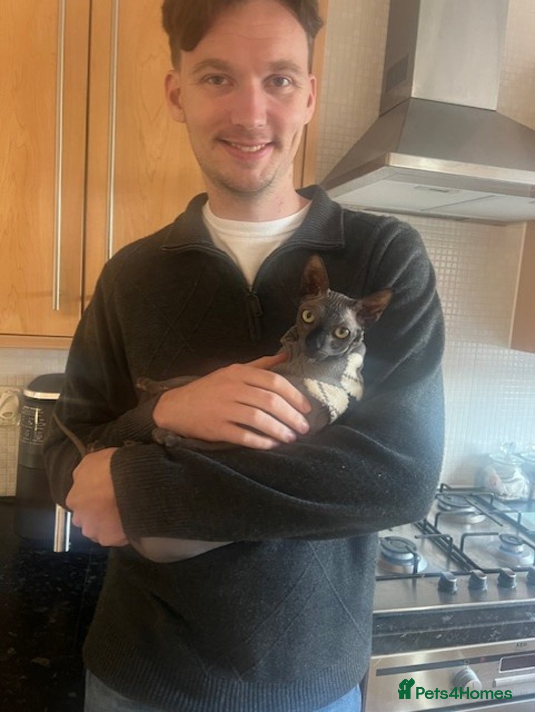 Sphynx cats for sale: Sphynx kitten Male - Image 3