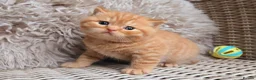 British Shorthair cats for sale: British Shorthair Champion Lines Kittens  - Advert 5