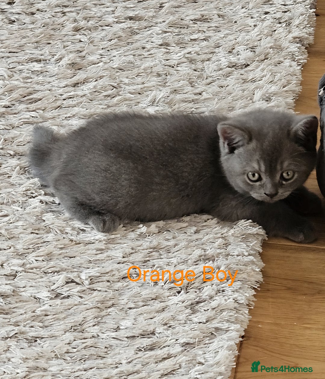 British Shorthair cats for sale: Beautiful BSH kittens looking for forever homes - Image 3