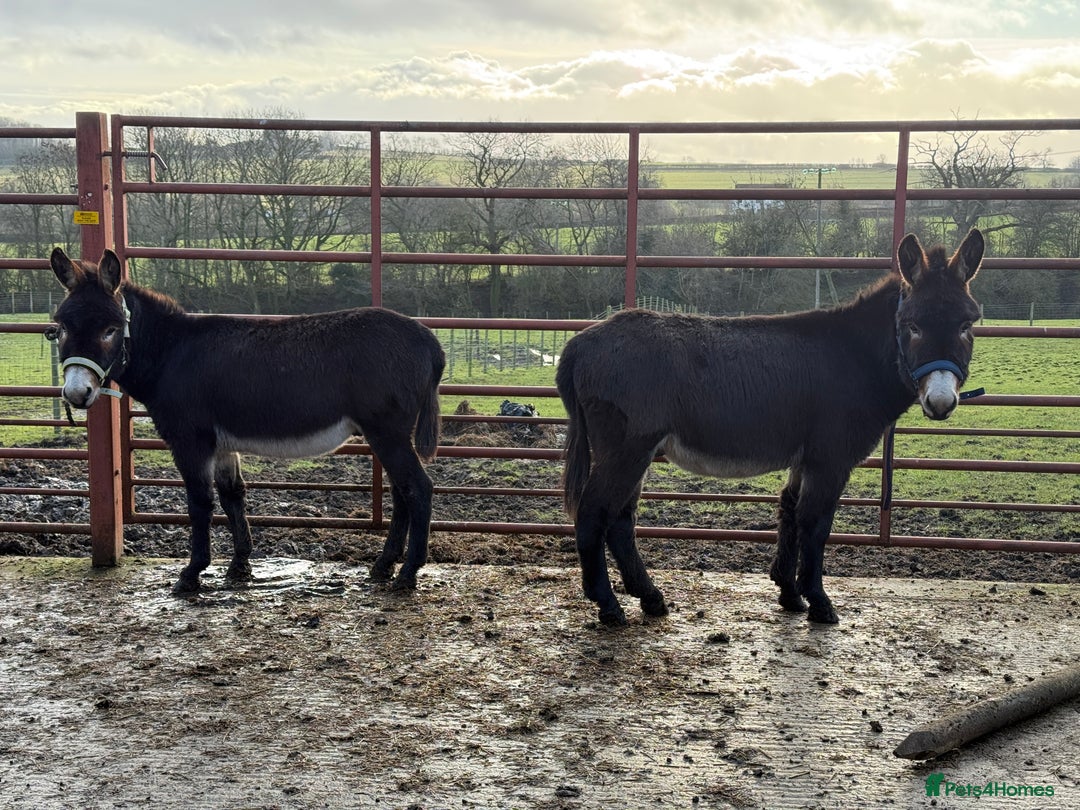 Donkey livestock for sale: Two donkey brothers!  - Advert 3