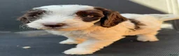 Cockapoo dogs for sale: Beautiful F1 Cockapoos ready for new homes - Advert 1