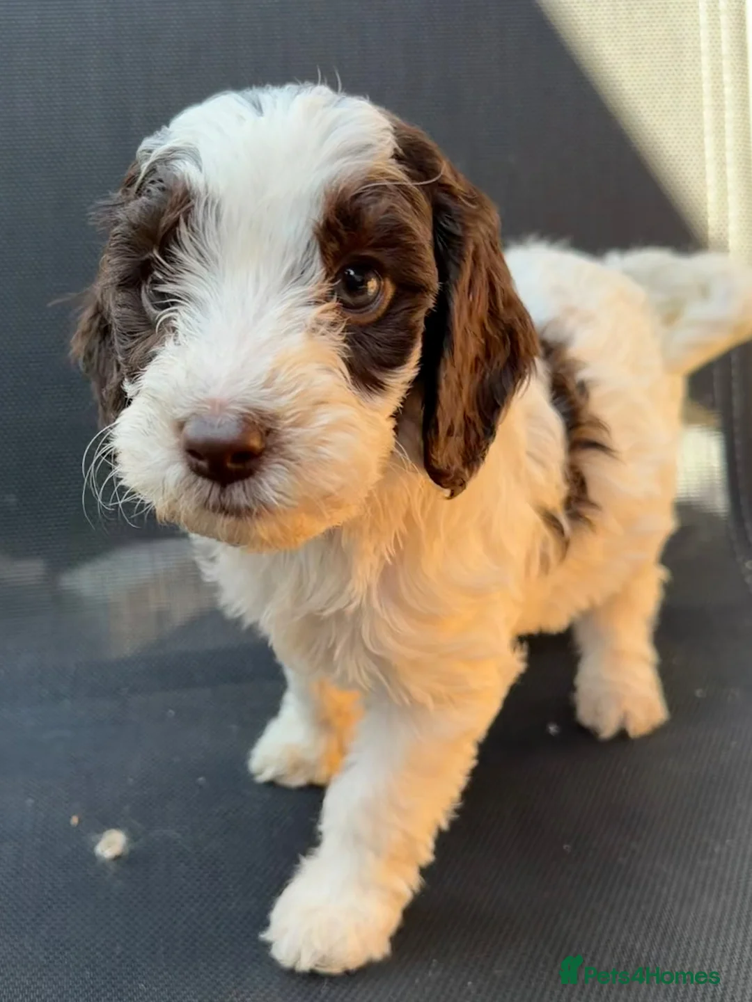Cockapoo dogs for sale: Beautiful F1 Cockapoos ready for new homes - Advert 1