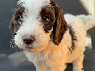 Cockapoo dogs Beautiful F1 Cockapoos ready for new homes - Advert 1