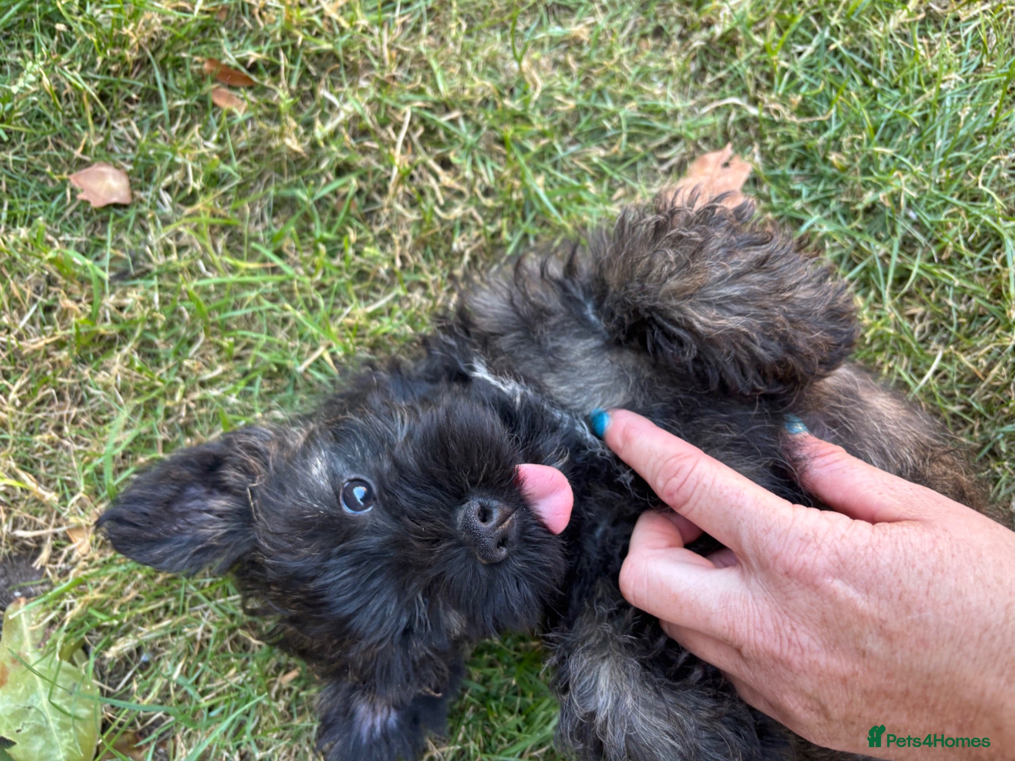 Cairn Terrier dogs One Left 🩵 Cairn Terrier Pups - Advert 2