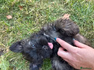 Cairn Terrier dogs One Left 🩵 Cairn Terrier Pups - Advert 2