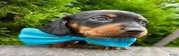 Dachshund dogs for sale: Miniature Dachsund Pups - Advert 8