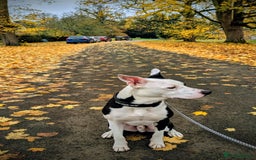 Mixed Breed dogs for sale: Max - Boxer/Collie Cross - Advert 1