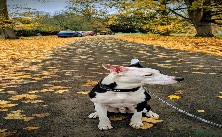 Mixed Breed dogs Max - Boxer/Collie Cross - Advert 2