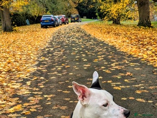 Mixed Breed dogs for sale: Max - Boxer/Collie Cross - Advert 1