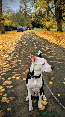 Mixed Breed dogs Max - Boxer/Collie Cross - Advert 1