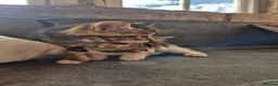 Mixed Breed cats for sale: TABBY KITTENS - READY NOW - Advert 4