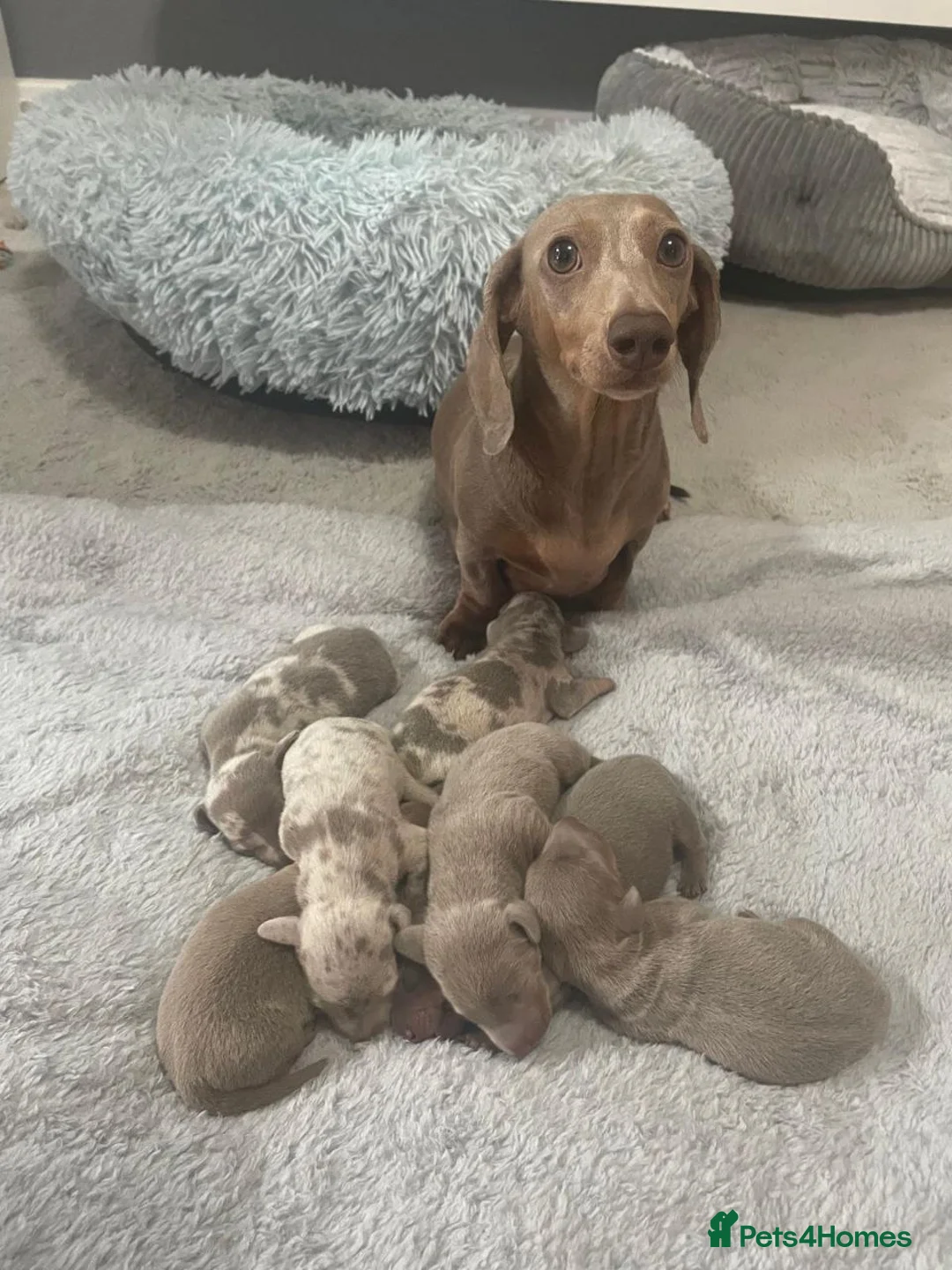 Miniature Dachshund dogs for sale: Adorable Miniature Dachshund Puppies in Kingswinford - Advert 2