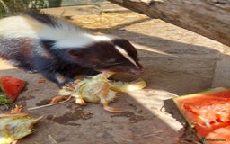 Mixed Breed rodents for sale: Gorgeous skunk - Image 2