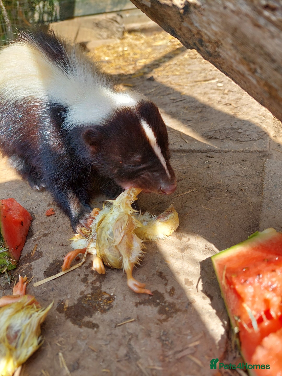 Mixed Breed rodents for sale: Gorgeous skunk - Image 2