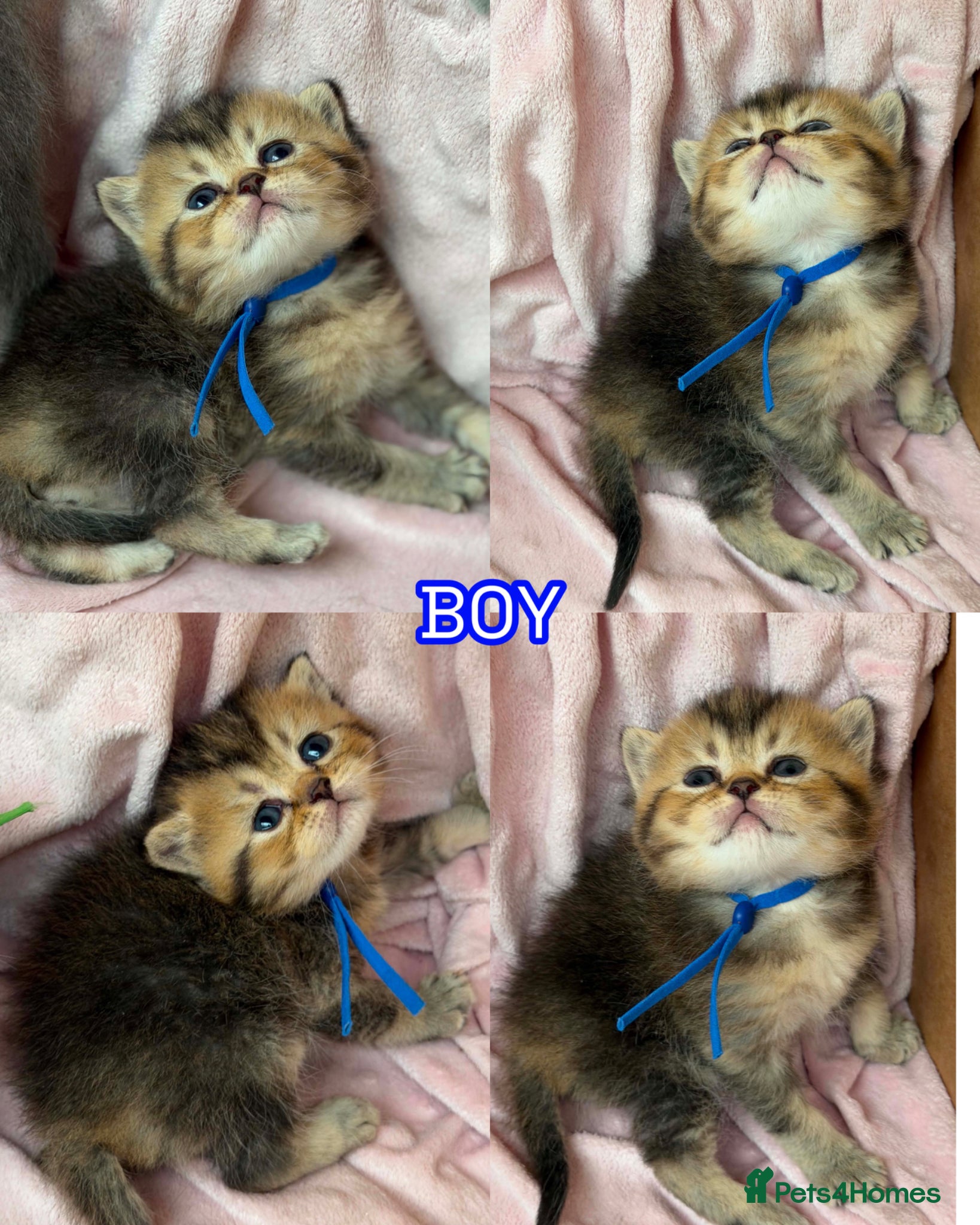 British Shorthair cats ⭐️CHUNKY TICA BRITISH SHORTHAIR KITTENS⭐️ - Advert 5