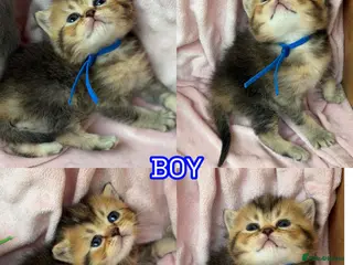 British Shorthair cats ⭐️CHUNKY TICA BRITISH SHORTHAIR KITTENS⭐️ - Advert 15