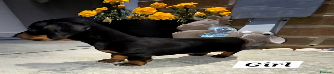 Miniature Dachshund Puppy 3