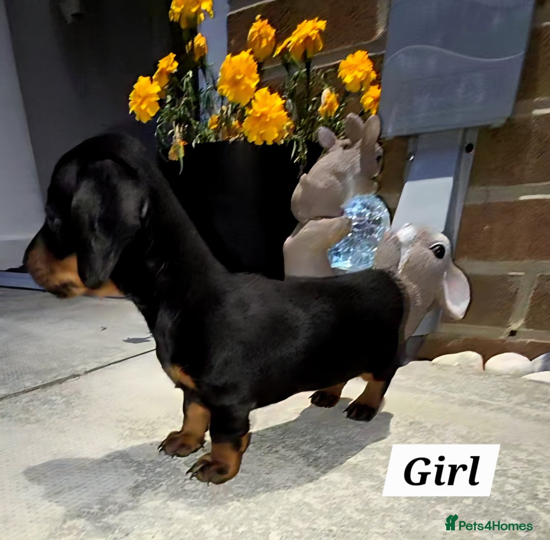 Miniature Dachshund dogs for sale: Kc registered quality mini dachshund puppies - Image 12