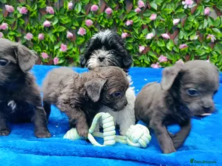 Mixed Breed dogs TOY FIRST GEN SHIHPOO PUPS PARENTS HEALTH TESTED - Advert 16