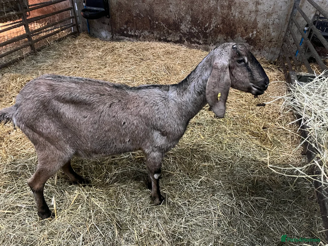 Goats livestock for sale: Selection of goats for sale  - Advert 7