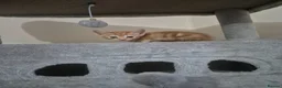Arabian Mau cats for sale: Gorgeous kittens  - Advert 11