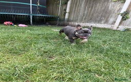 French Bulldog dogs for sale: French Bulldog male looking for his forever home  - Image 7