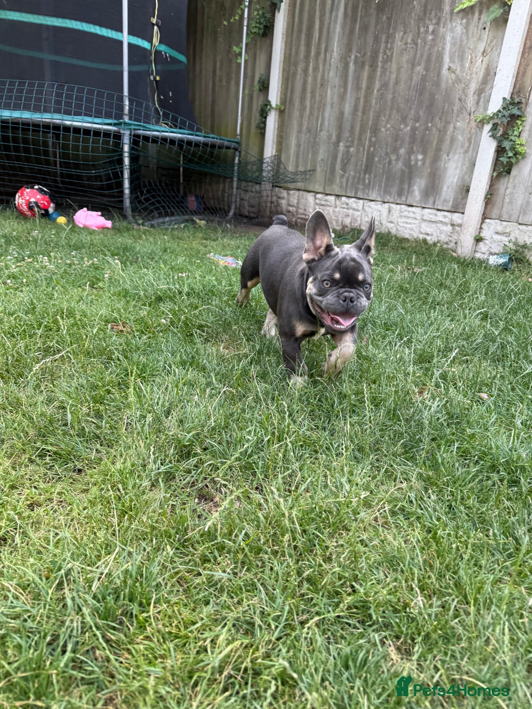 French Bulldog dogs for sale: French Bulldog male looking for his forever home  - Image 7