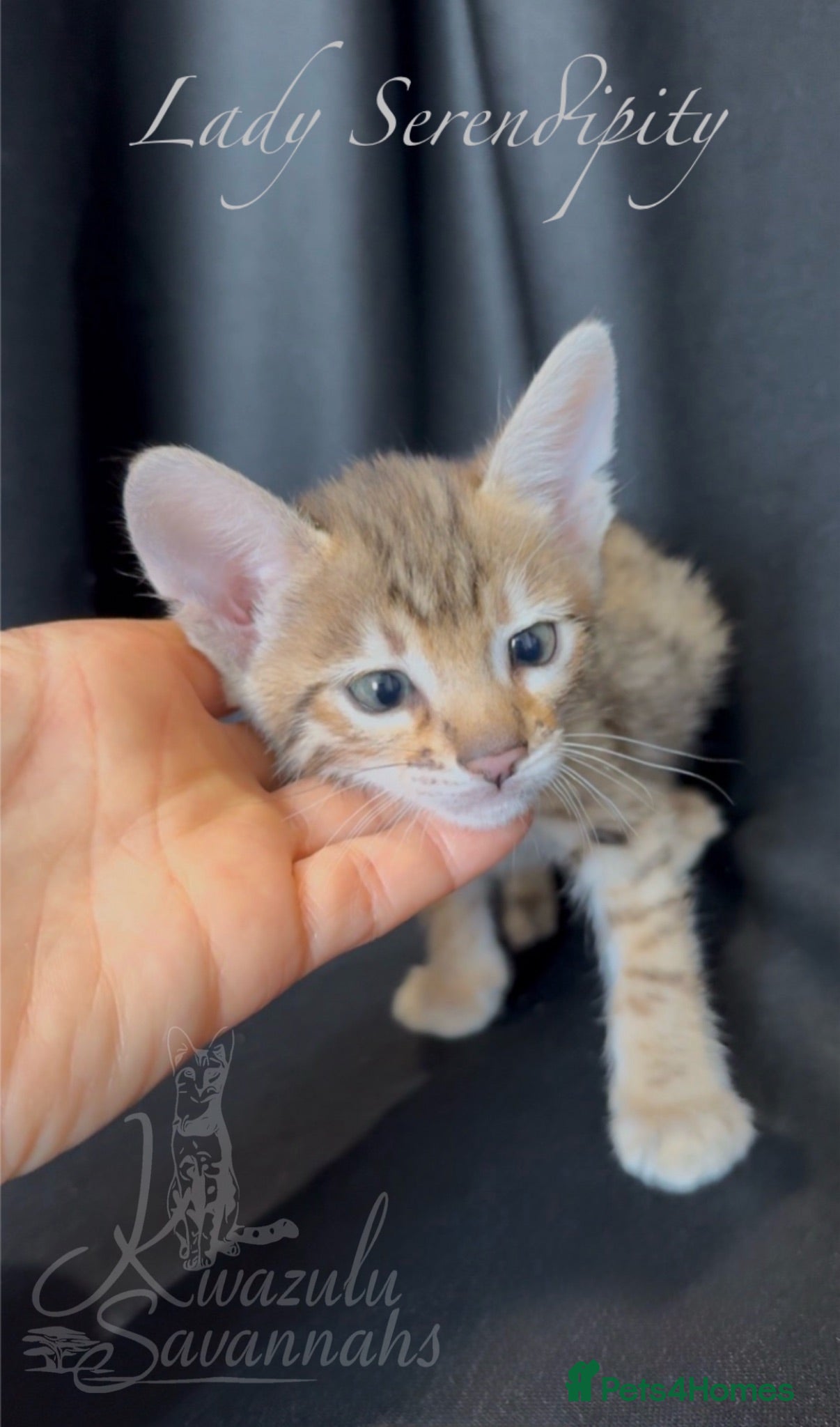 Savannah cats Exceptional Quality Tica Regist. Savannah kittens - Advert 1