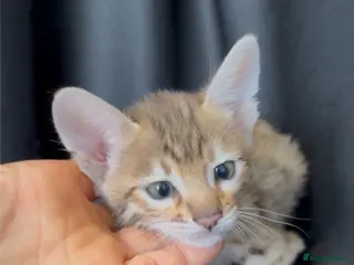 Savannah cats for sale: Exceptional Quality Tica Regist. Savannah kittens - Advert 2