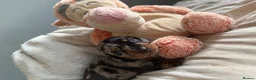 Miniature Dachshund dogs for sale: Gorgeous mini dachshund pups  - Advert 6