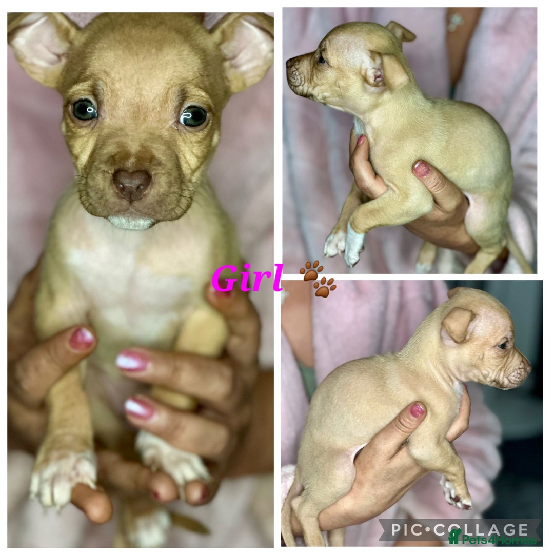 Mixed Breed dogs for sale: Siberian Husky x Pocket Bully's - Advert 17