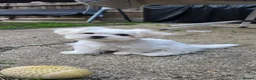 Maltese dogs for sale: Luna and Leo - Advert 1