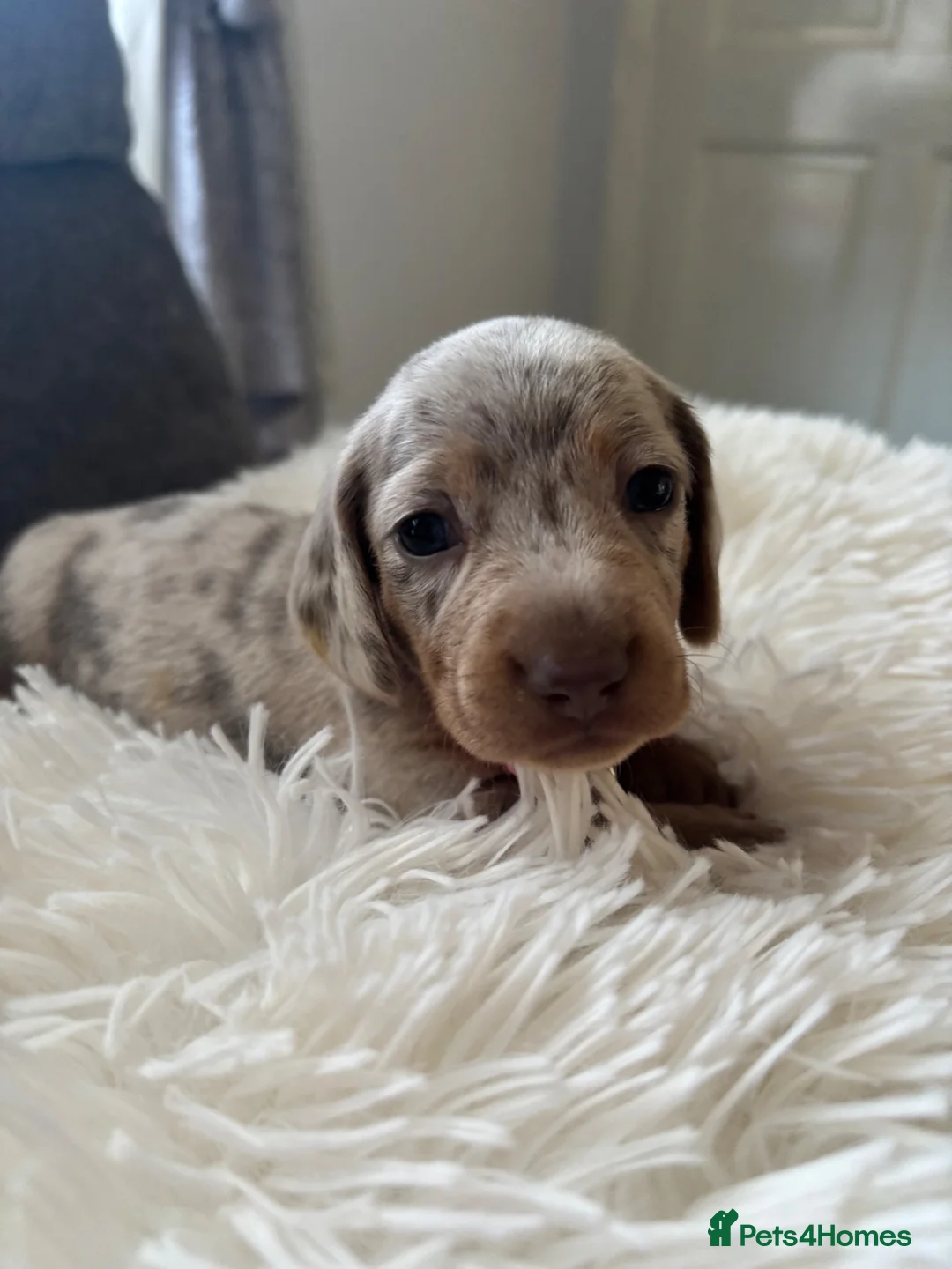 Miniature Dachshund dogs for sale: Outstanding dapple tan minature dashund puppies - Advert 31