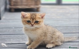 British Shorthair cats for sale: Tica reg Golden Shaded British shorthair kittens. - Image 22