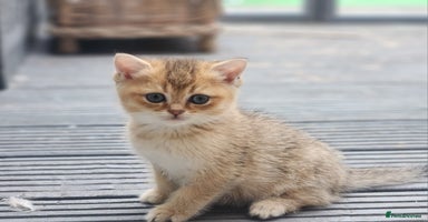 British Shorthair cats - Advert 3