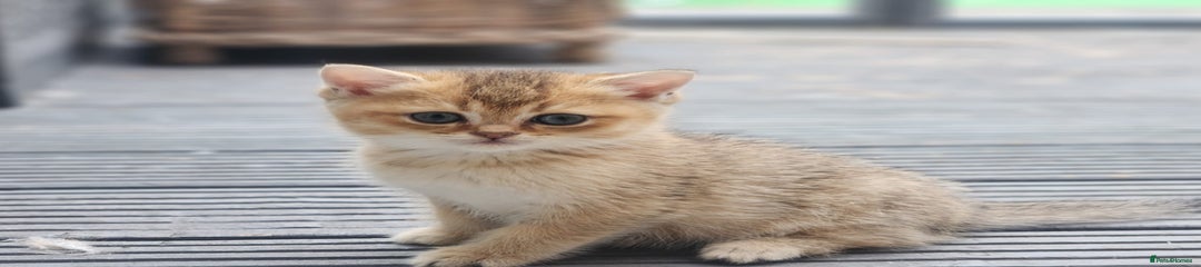British Shorthair Kitten 2