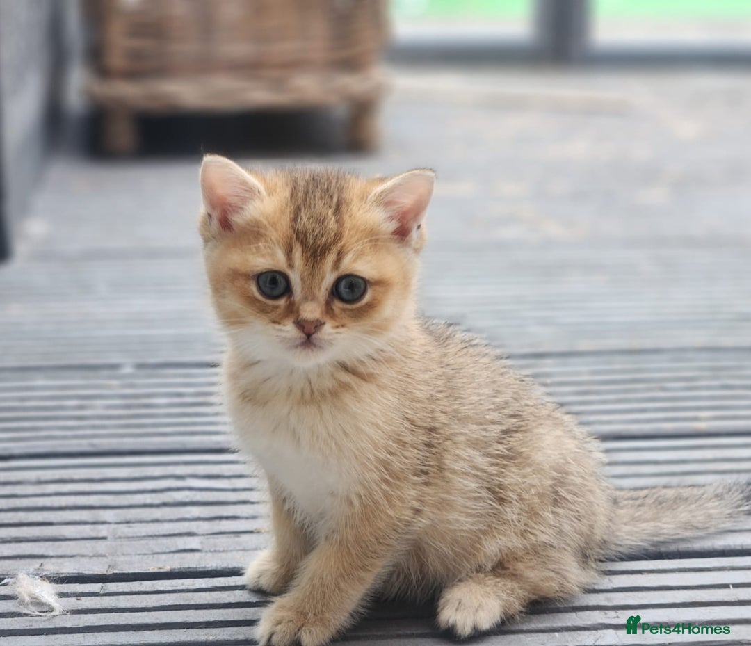 British Shorthair cats for sale: Tica reg Golden Shaded British shorthair kittens. - Image 22