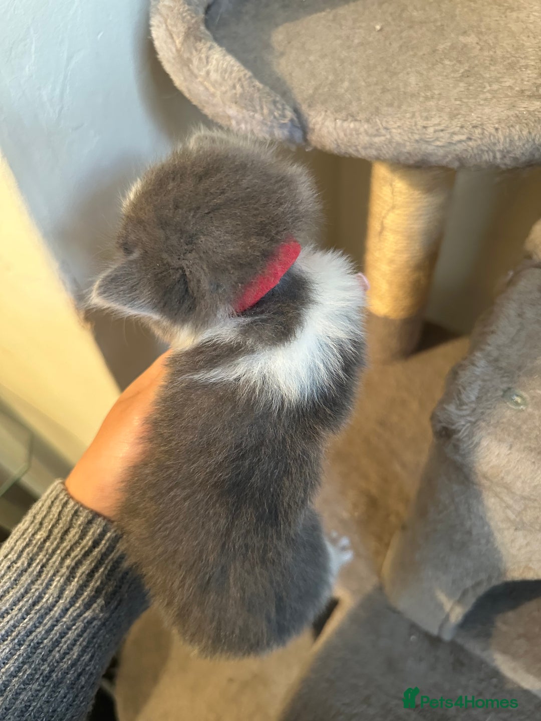 Ragdoll cats for sale: 7 ragdol mix kittens for sale - Image 14