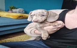 Miniature Dachshund dogs for sale: Last Girl left Stunning Miniature Dachshund Puppy - Image 25