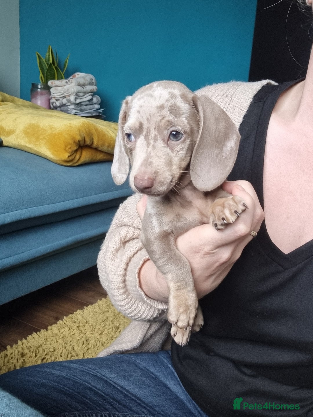 Miniature Dachshund dogs for sale: Last Girl left Stunning Miniature Dachshund Puppy - Image 25