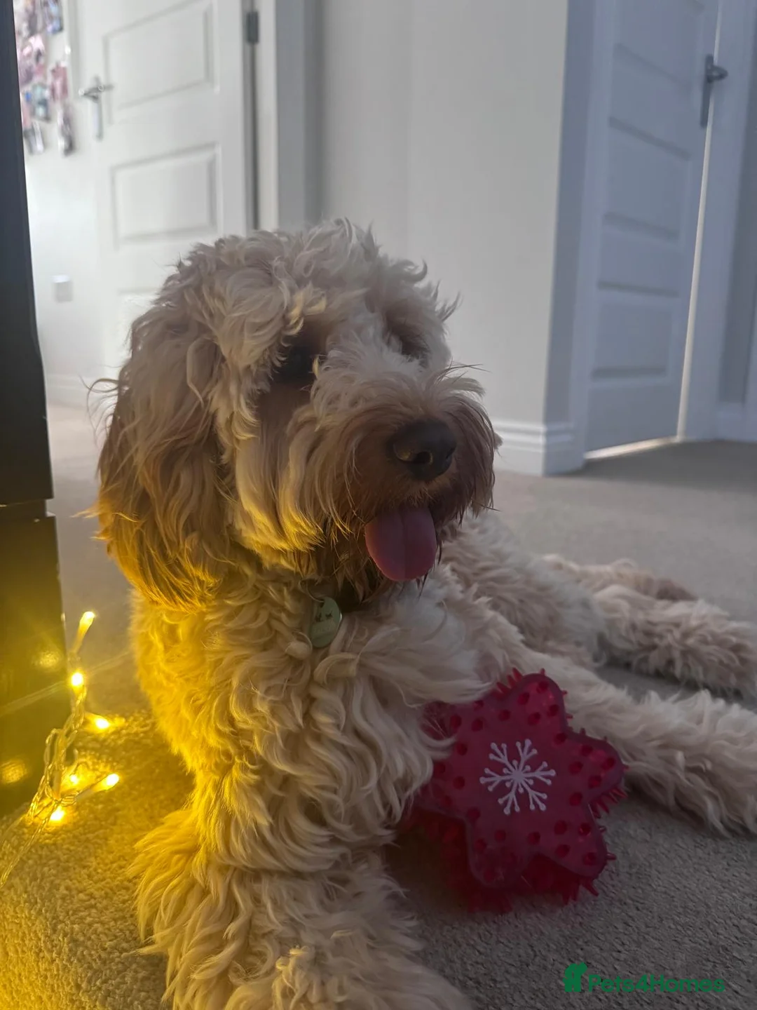 Cockapoo dogs for sale: Cockapooh  - Advert 3