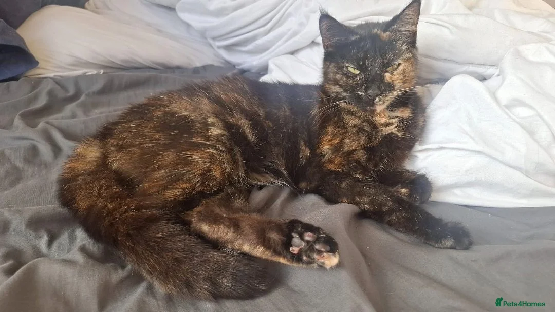 Mixed Breed cats for sale: Molly female  - Advert 3