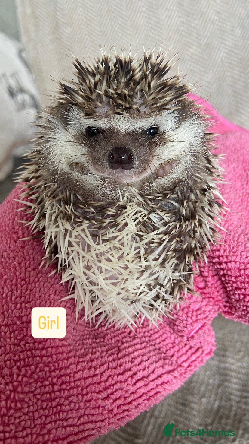 Pygmy Hedgehog rodents for sale: African Pygmy Hedgehogs  - Advert 9