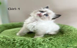Ragdoll cats for sale: Beautiful Ragdoll kittens from Champion lines - Image 8