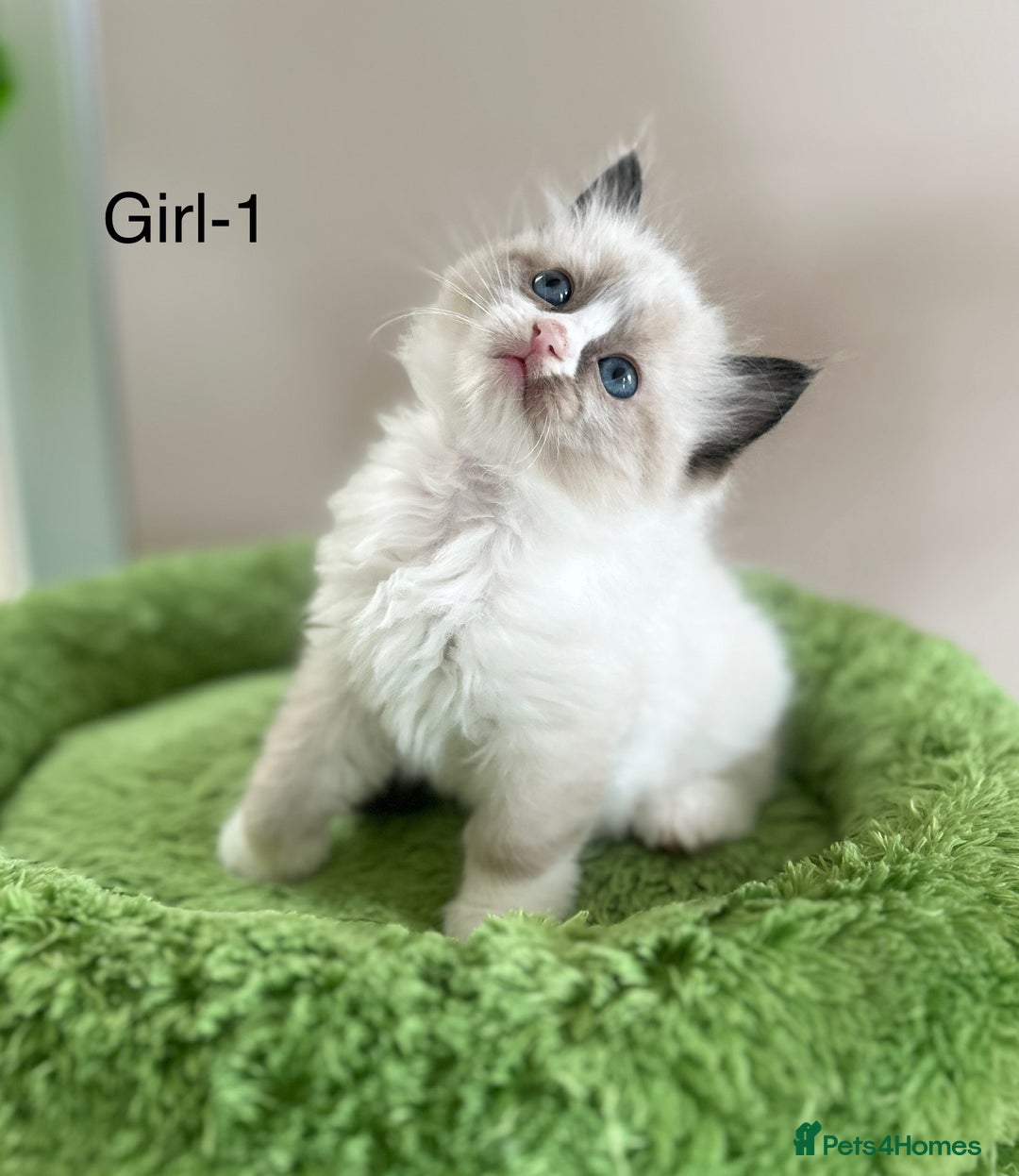 Ragdoll cats for sale: Beautiful Ragdoll kittens from Champion lines - Image 8